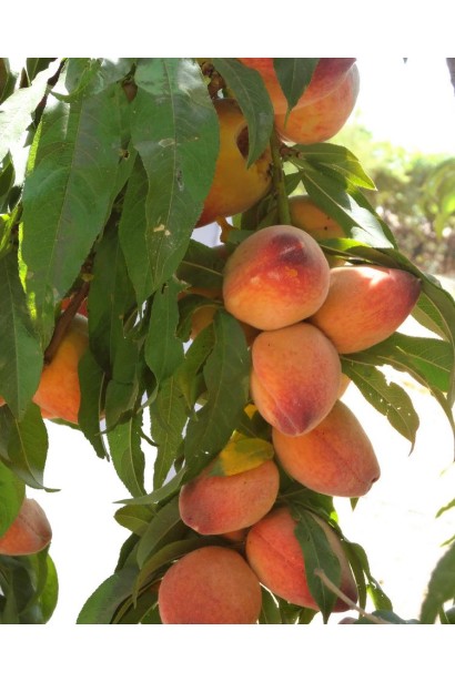 Саджанець персика Сувенір – ідеальний для невеликих садів та городів.