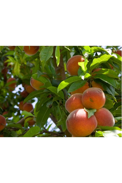 Плоди Сувеніра: середнього розміру, з яскравим кольором і чудовим смаком.