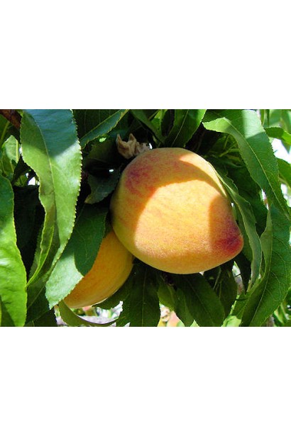 Плоди Сувеніра: середнього розміру, з яскравим кольором і чудовим смаком.