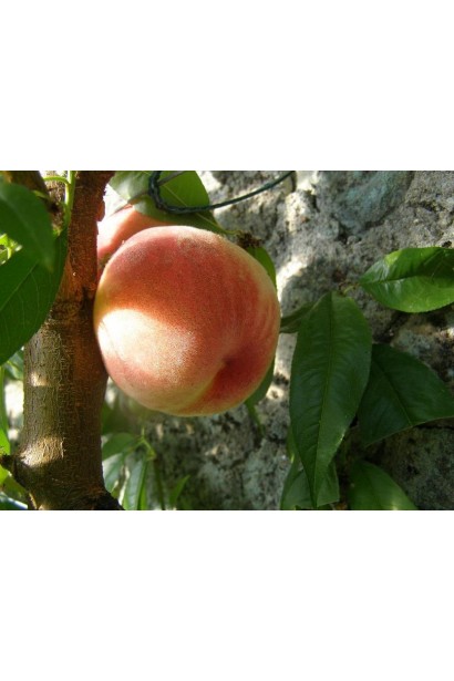 Персик Сувенір – соковитий і смачний сорт, що вирощується на компактних деревах.