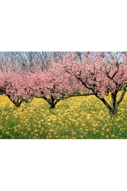 Персик "Редхейвен" у період цвітіння приносить весняну красу саду.