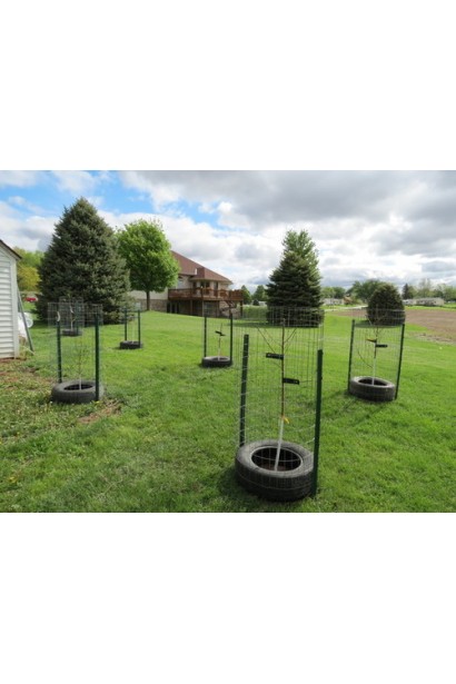 Ароматний та смачний персик, що завоював популярність у багатьох садах