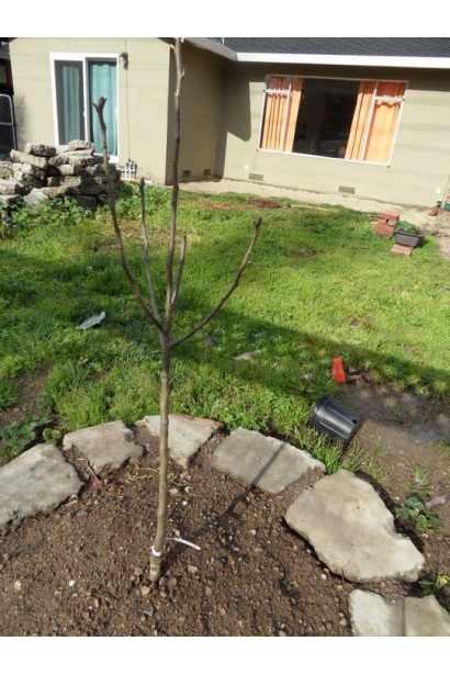 Prunus persica Redhaven