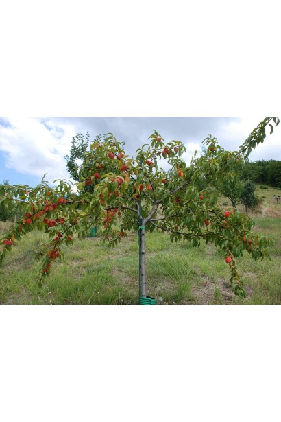 Дерево персика "Редхейвен" — компактне та високопродуктивне.