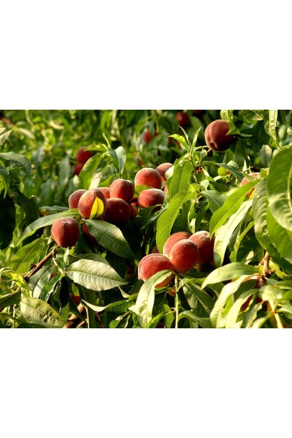 Персик домашній Редхейвен (середній)