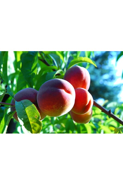 Персик домашній Редхейвен (середній)