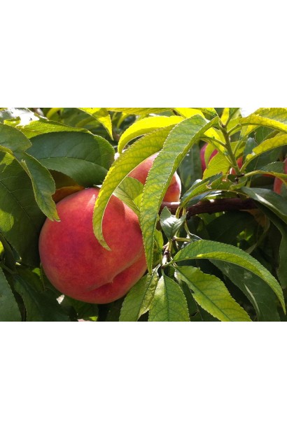 Персик домашній Редхейвен (середній)