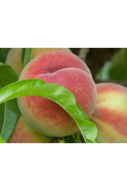 Персик "Редхейвен" — великі плоди з ароматною та солодкою м’якоттю.