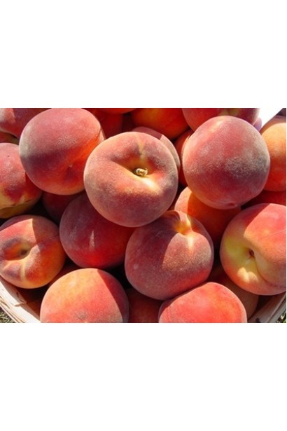 Персик "Редхейвен" — круглі, яскраво-жовті плоди з червоним покриттям.