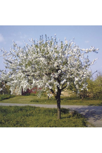 Ландшафтний дизайн із черешнею Наполеон.
