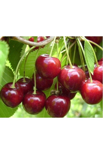 Соковита черешня Наполеон для пізнього врожаю.