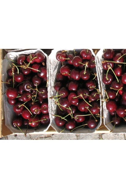 Черешня Наполеон із насиченим смаком для садівників.