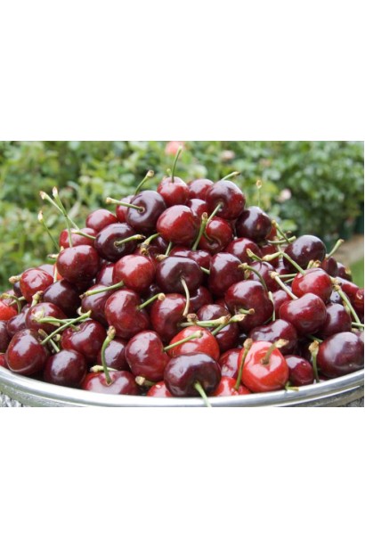 Плоди черешні Наполеон для пізнього збору.