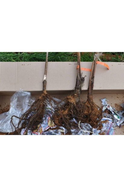 Саджанці пізньої черешні Наполеон для вашого саду.