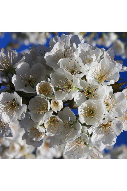 Черешня Наполеон — Цвітіння