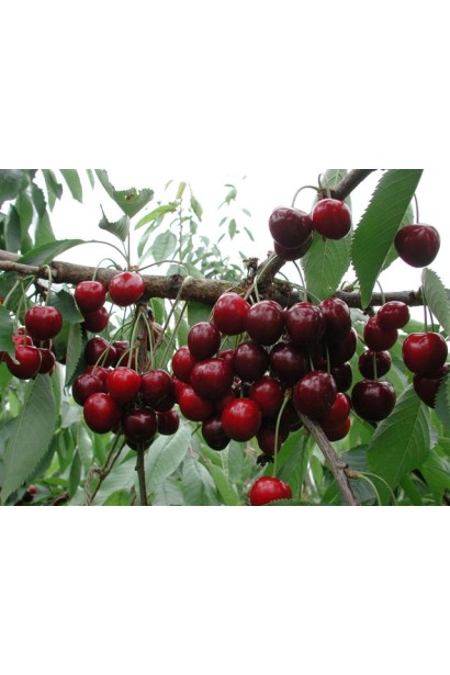 Пізня черешня Наполеон з великими плодами.