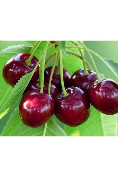 Черешня Наполеон — ідеальний пізній сорт для саду.