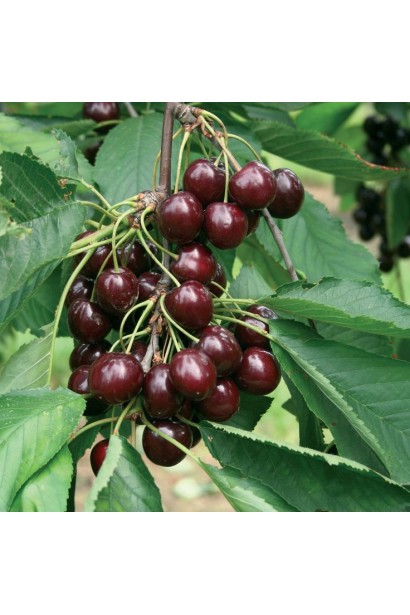 Соковиті плоди пізньої черешні Наполеон.