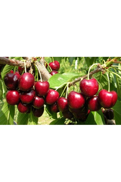 Врожай пізньої черешні Наполеон із великими плодами.