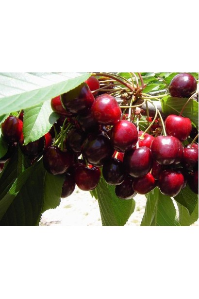 Плоди черешні Наполеон із насиченим солодким смаком.