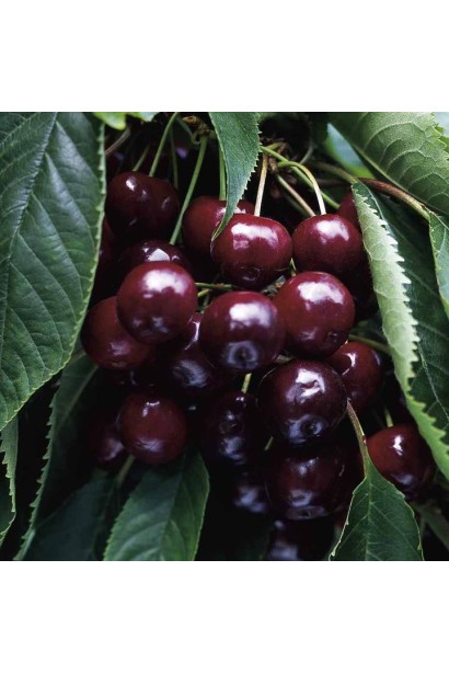 Пізня черешня Наполеон для саду чи дачі.