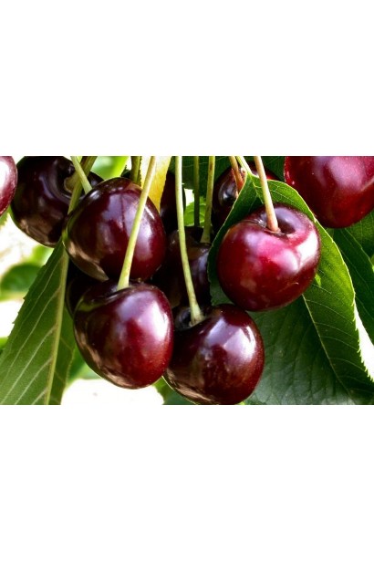 Черешня Наполеон — популярний пізній сорт.