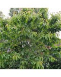 Черешня Кишинівська великоплідна (рання) | Черешня Кишиневская крупноплодная (ранняя) | Prunus avium Chisinau large-fruited
