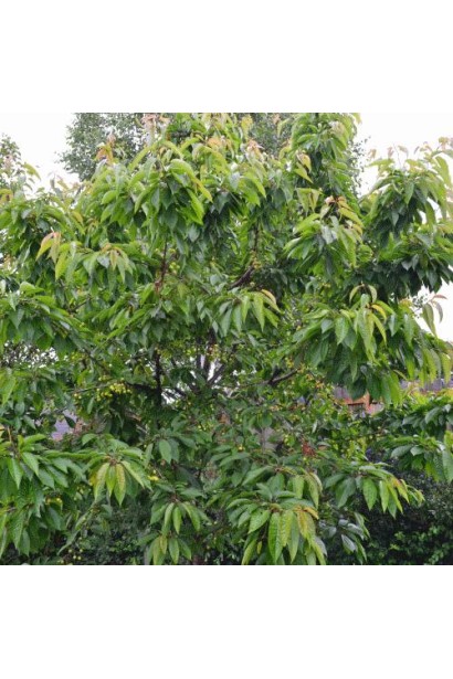 Кишинівська великоплідна черешня — ідеальний вибір для ландшафту.