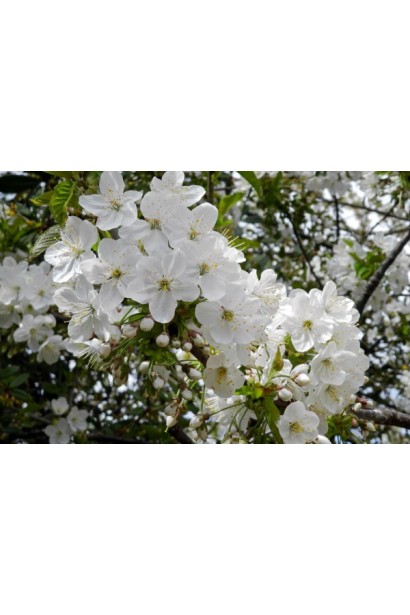 Цвітіння Черешні Кишинівської