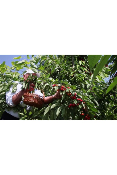 Черешня Кишинівська великоплідна (рання)