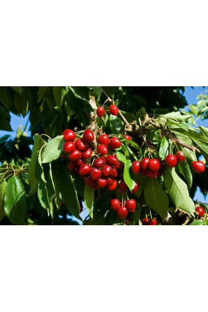 Солодкі та соковиті плоди черешні Кишинівська великоплідна.