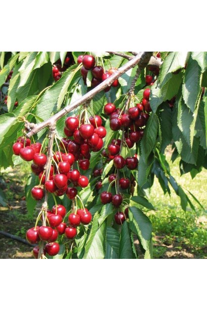 Ранній урожай черешні Кишинівська з великими плодами.