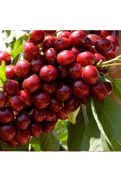 Великоплідна рання черешня Кишинівська на гілці.