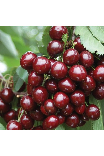 Рання черешня Кишинівська з великими плодами.