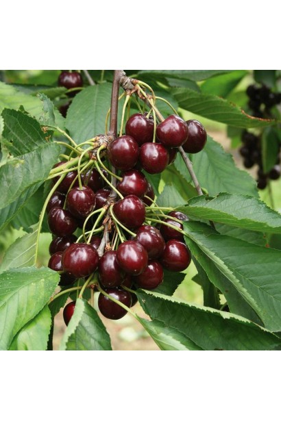 Соковита черешня Кишинівська для вашого саду.