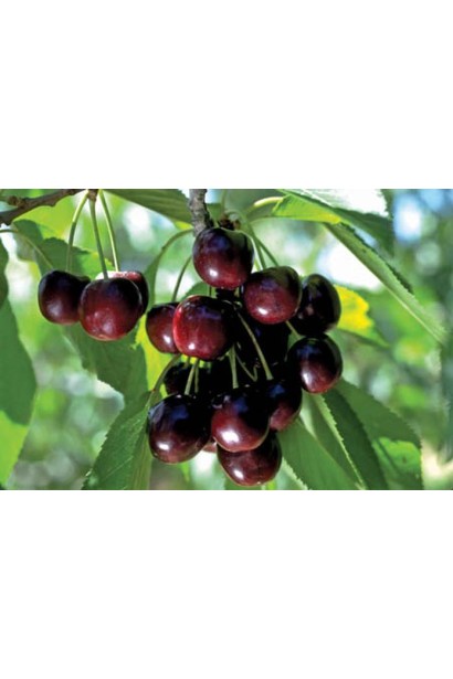 Великі плоди черешні Кишинівська великоплідна, ранній сорт.