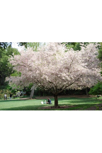 Черешня Драгана жовта — ідеальний вибір для саду.