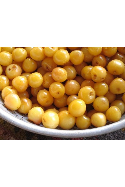 Prunus avium Drogana