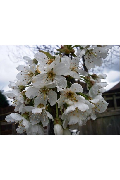 Черешня Драгана жовта — Цвітіння