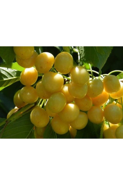 Середня черешня Драгана жовта для вашого саду.