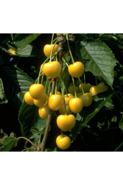 Дерево черешні Драгана жовта з високою врожайністю.