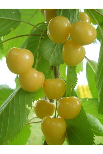 Соковита черешня Драгана жовта зі світлими плодами.