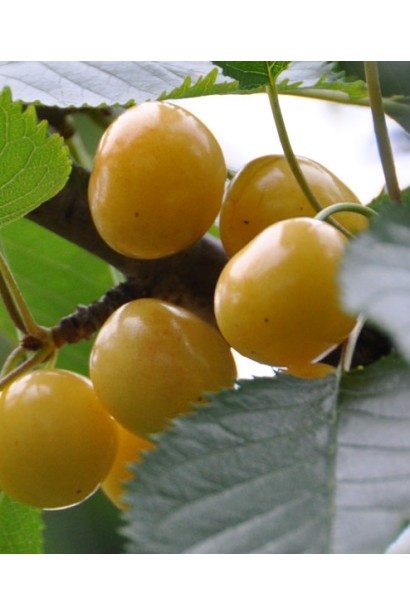 Жовта черешня Драгана для середнього терміну дозрівання.