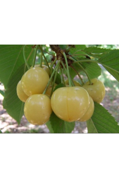 Черешня Драгана жовта зі світло-жовтими солодкими плодами.