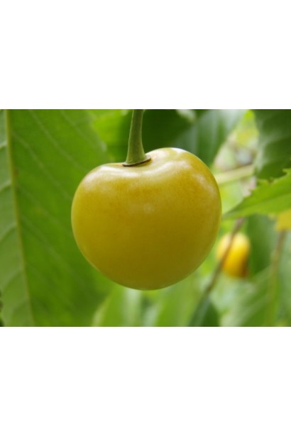 Жовта середня черешня Драгана в садовому центрі.