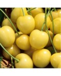 Черешня домашня Драгана жовта (середня) | Черешня домашняя Драгана желтая (средняя) | Prunus avium Drogana