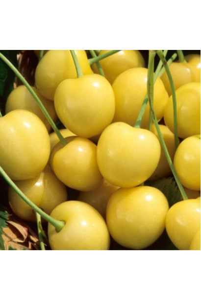 Плоди черешні Драгана жовта з ніжним смаком.