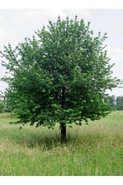 Дерево черешні Валерій Чкалов у саду.