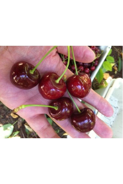 Ранній врожай черешні Валерій Чкалов з великими плодами.