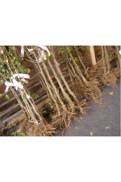 Саджанці черешні Валерій Чкалов для раннього врожаю.